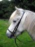 Icelandic Bridle